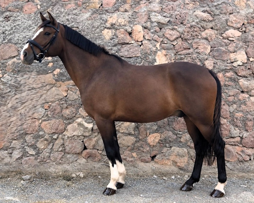 horse